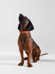 Collier pour chien SILBONxLADRANGAUCHO en cuir